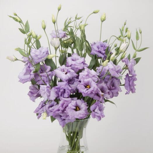 Lisianthus violet