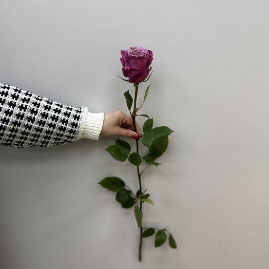 Floral Rose