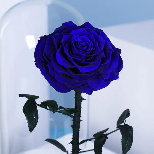 Forever Presrved Rose Blue