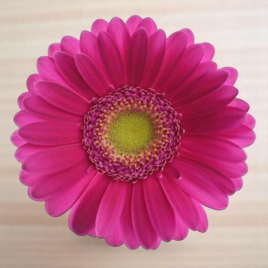 Gerbera Airplay – Single Stem | Hot Pink Gerbera Daisy for Floral Arrangements