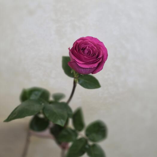 Роза pink floyed 70 см