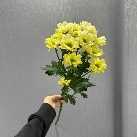 Хризантема кустовая нежно жёлтая
