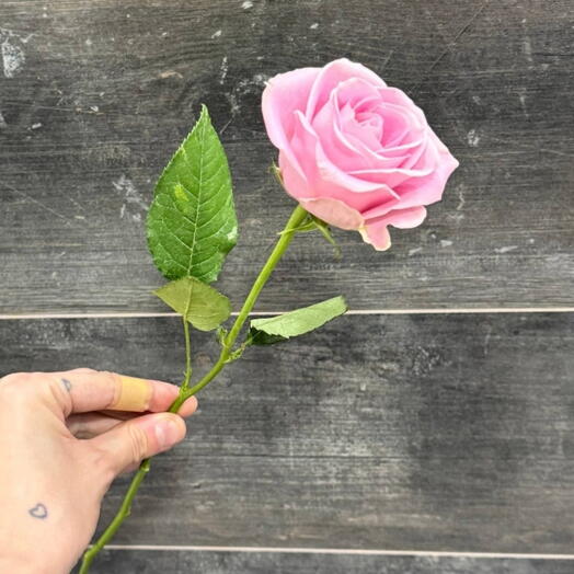 Elite Rose