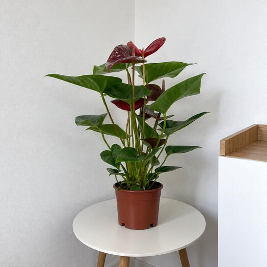 Pilea 