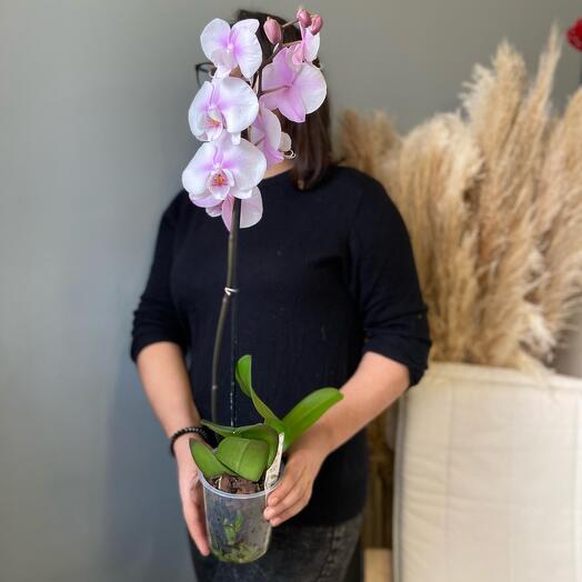 Phalaenopsis