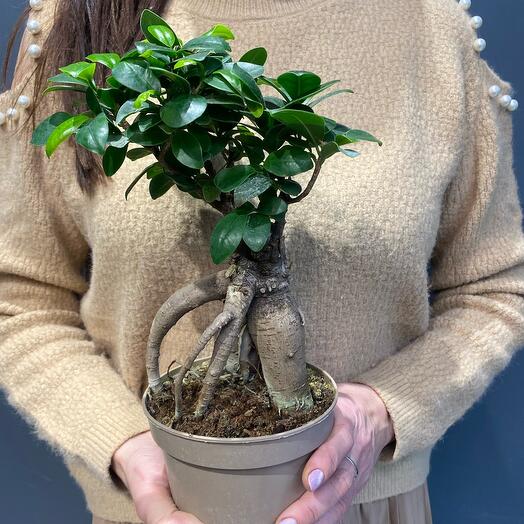 Ficus Ginseng