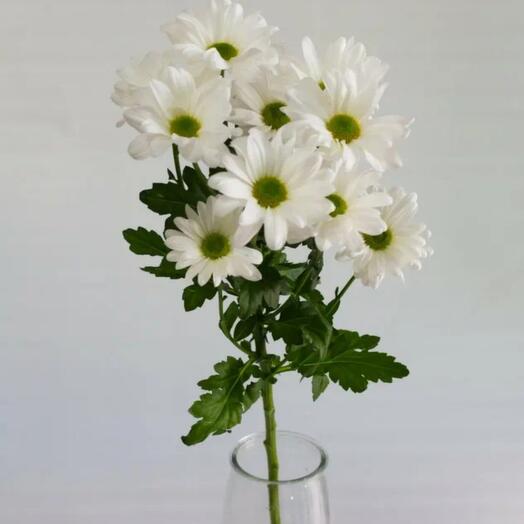 Chrysanthemum chamomile