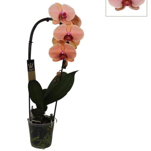 Orchidee cascade