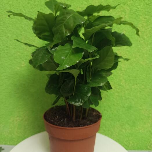 Кофе Арабика
