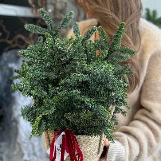 ECO корзина с нобилисом (размер XS)