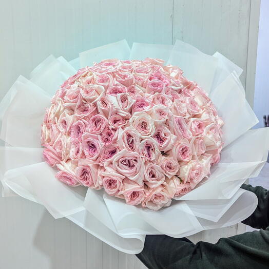 Aromatic pink O Hara roses