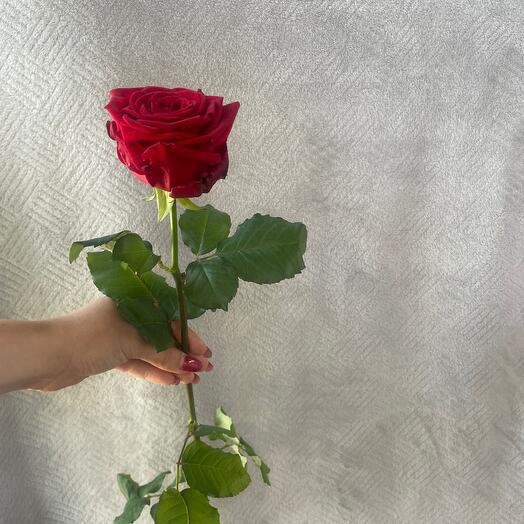 Роза красная