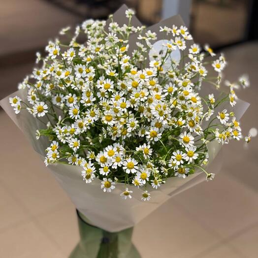 SANFLOWERS x Zilart