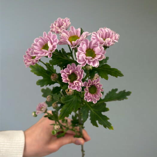 Duty Free Flowers na Nauki