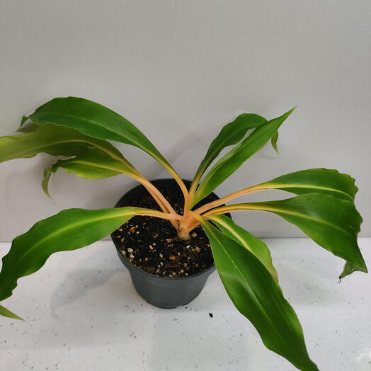 Euro Plants