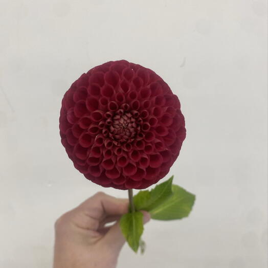 Berry Rose