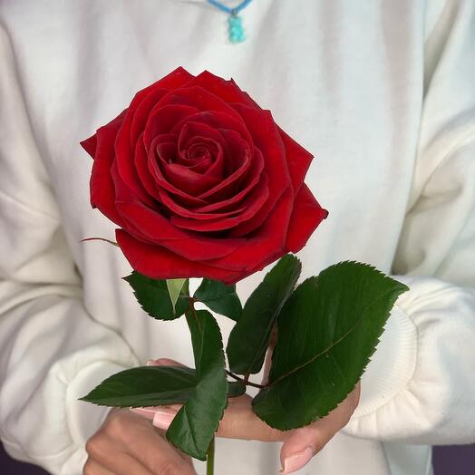 🌹Роза Эквадор 60см Бордовая роза эксплоер