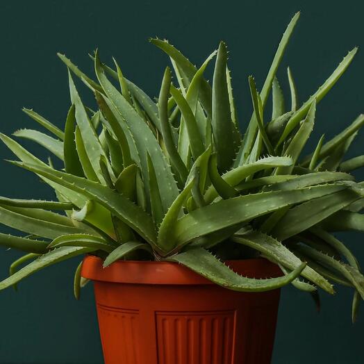 Aloe vera