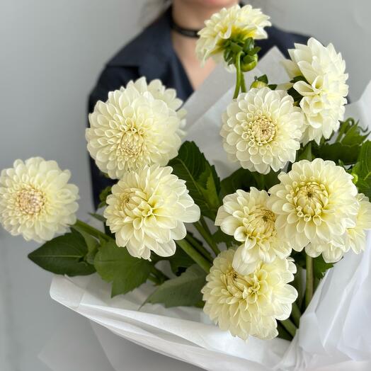 Нежные георгины