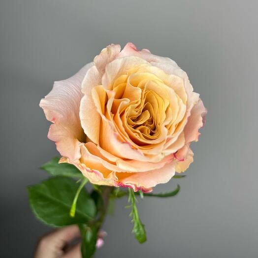 Rosa peonía ecuatoriana Shimmer