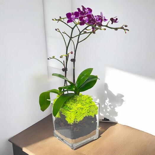 Decorative Purple Mini Orchid in Stylish Square Glass Vase