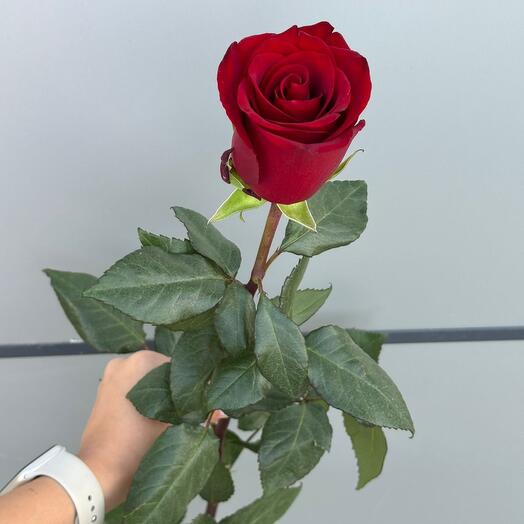 Голландская роза