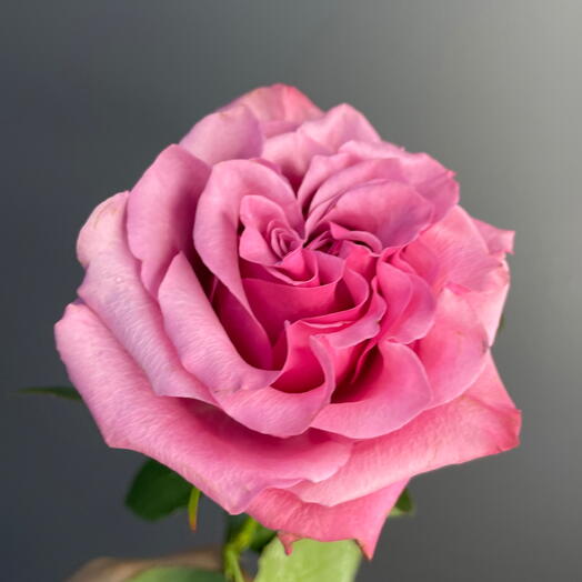 Пионовидная Роза Кантри блюз