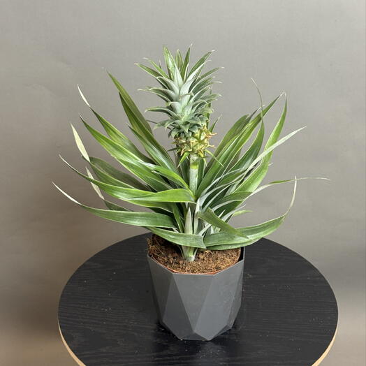 Nargiz_flora
