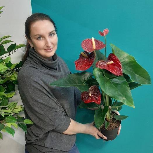 Антуриум, купить в Москве цветок антуриум (мужское счастье) по цене от ...