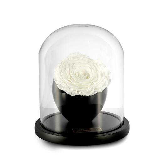 White Preserved Roses in crystal vase Single