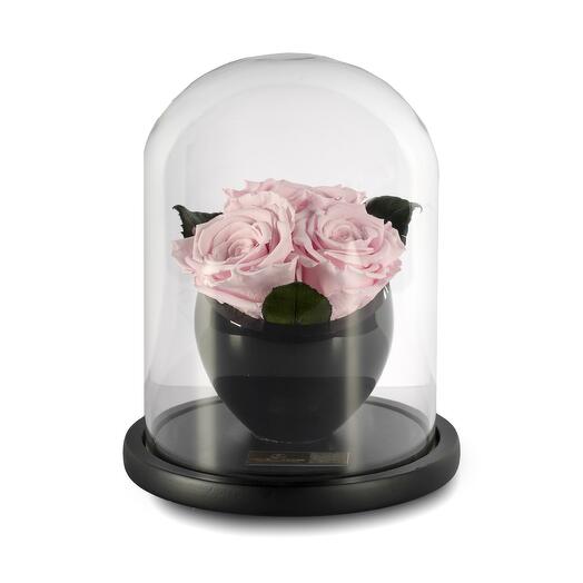 Light Pink Preserved Roses in crystal vase Trio