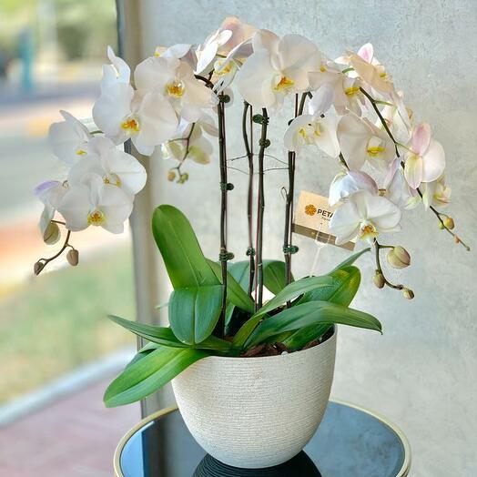 Phalaenopsis White Orchid(4pcs)