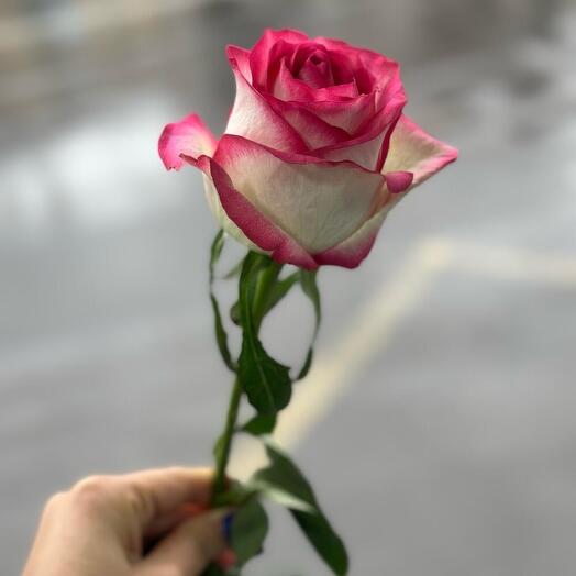 Роза джумиля 50 см