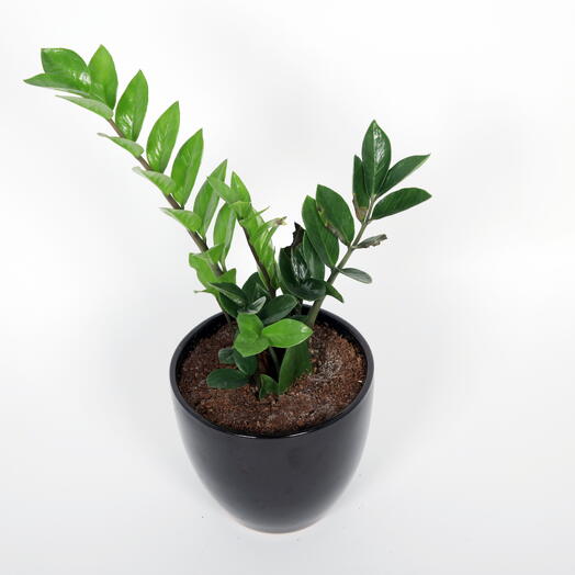 Plant with glossy black ceramic pot