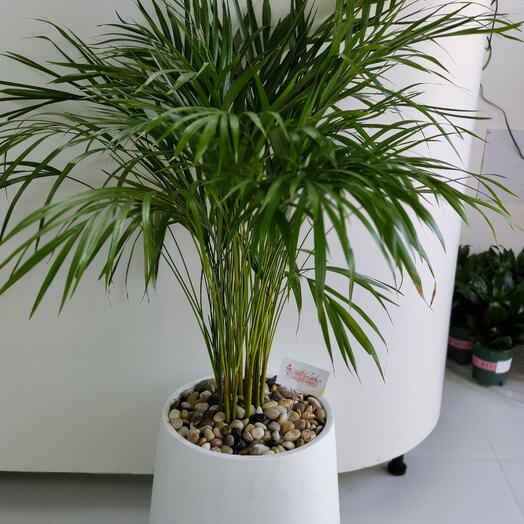 Areca Palm with White Pot and Pebbles – 2 Meters Tall