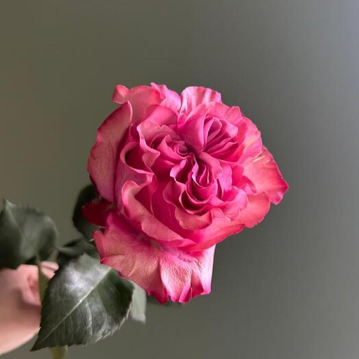 Marolli flowers