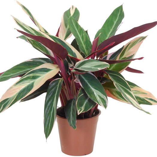 Stromanthe Triostar Plant-Ceramic Pot