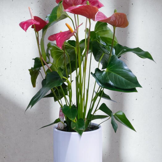 Anthurium Plant With Pot