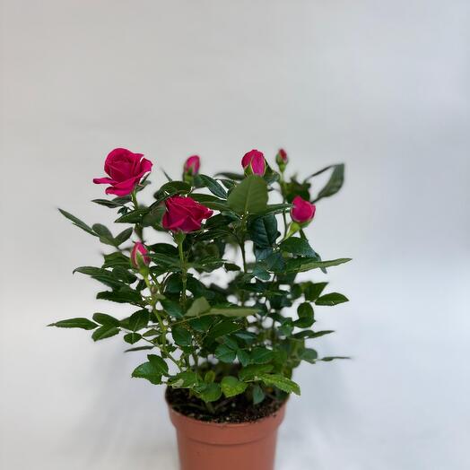 Роза кустовая комнатная