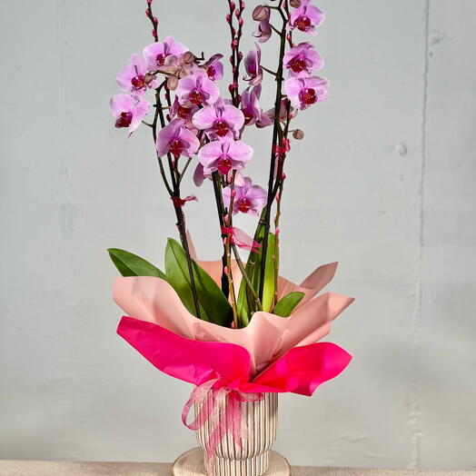 Orchid Beauty in Pink