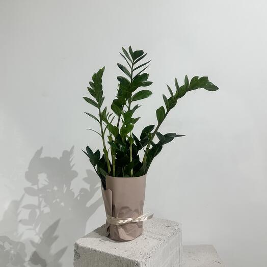 Замиокулькас H60