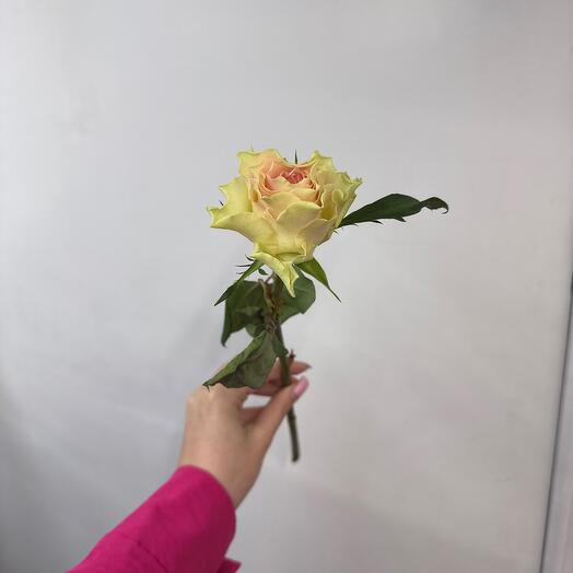 Роза Кения 42 см нежно-розовая