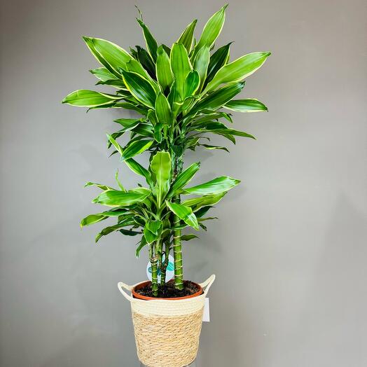Драцена Голд Коаст в плетеной Корзине