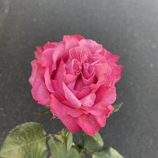 Роза Кантри Блю