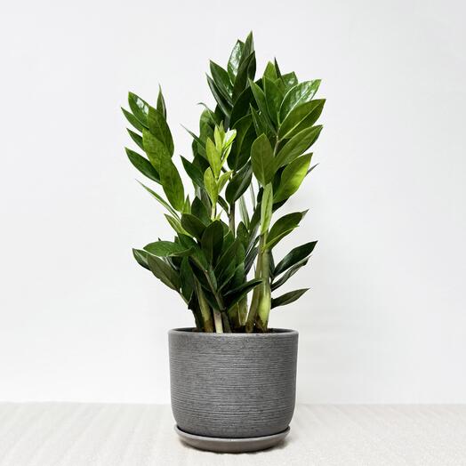Замиокулькас в сером керамическом горшке с поддоном, высота 45-50см