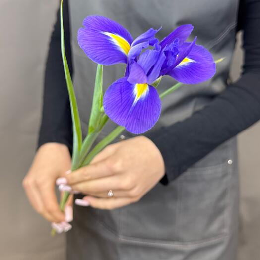 Ирис «Blue magic