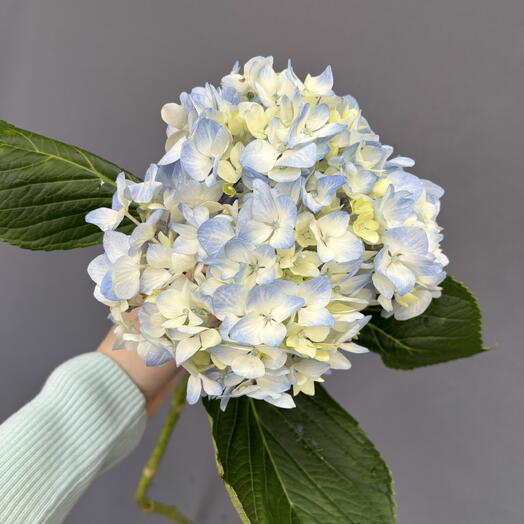 Duty Free Flowers на Московской