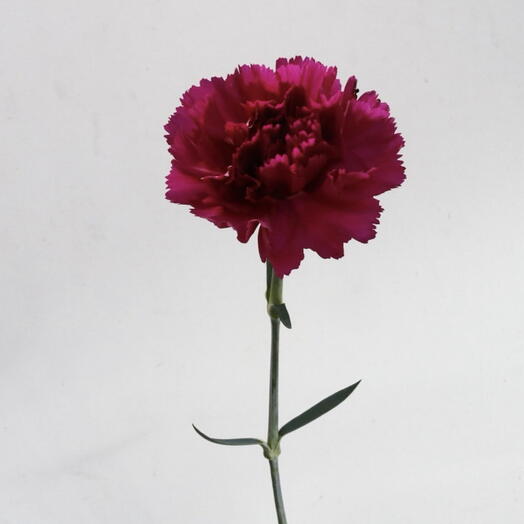 Adorable flowers