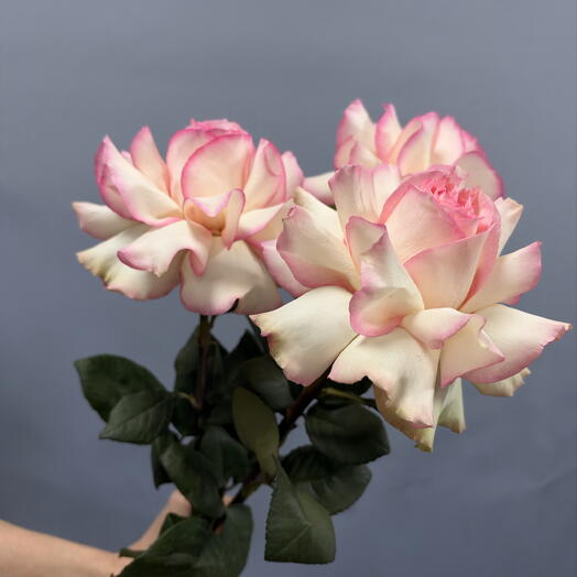 ЛЕС Flowers 24