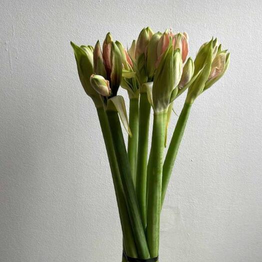 Букет из розового Амариллиса